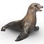 Sea Lion Rigged