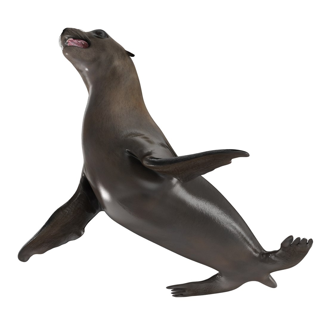 3d sea lion rigged https://p.turbosquid.com/ts-thumb/jX/8lgSFi/iReRXsX8/sealionrigged3dmodel12/jpg/1443884554/1920x1080/fit_q87/3b8893e262bf73ea140c6839ebae4deffa491446/sealionrigged3dmodel12.jpg