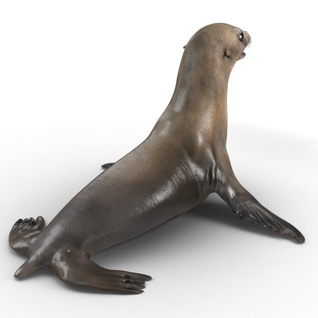 3d sea lion rigged https://p.turbosquid.com/ts-thumb/jX/8lgSFi/lfU2QmpX/sealionrigged3dmodel07/jpg/1443884554/1920x1080/fit_q87/1c02c621a59daed5cf0c29bdc90a8d2e08163714/sealionrigged3dmodel07.jpg