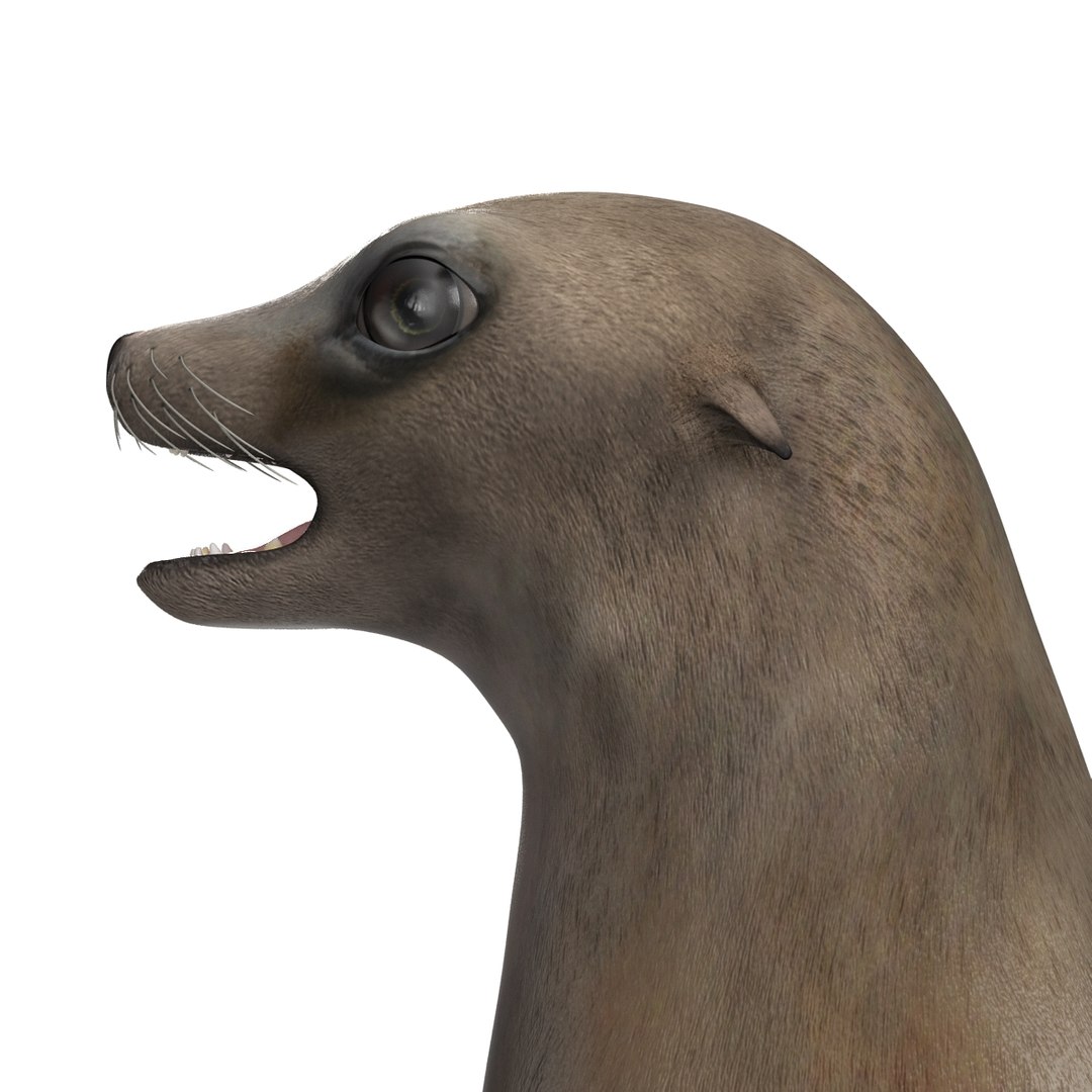 3d sea lion rigged https://p.turbosquid.com/ts-thumb/jX/8lgSFi/tsD1iDe0/sealionrigged3dmodel18/jpg/1443884554/1920x1080/fit_q87/75ac2b774ff90bb8757f499611fda01756ead7d6/sealionrigged3dmodel18.jpg