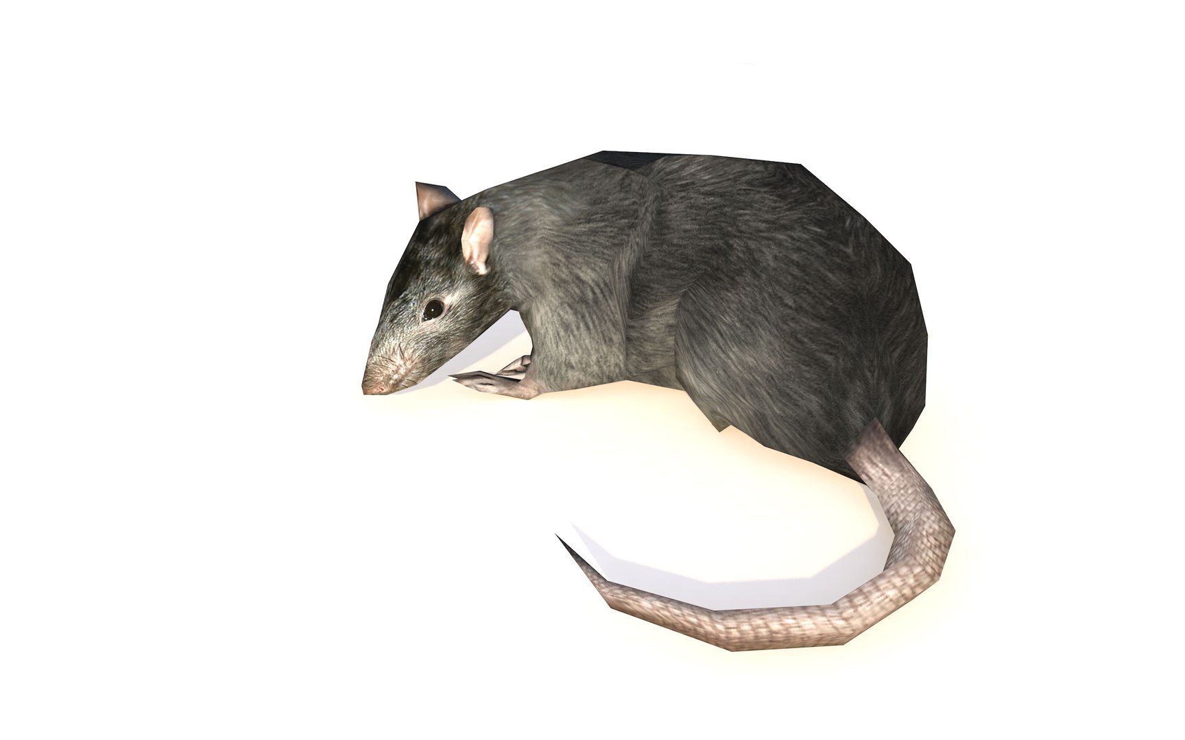 Rat Rigged Animations Natural 3D Model - TurboSquid 1650729