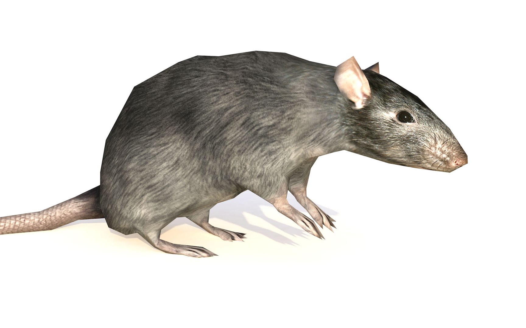 Rat Rigged Animations Natural 3D Model - TurboSquid 1650729