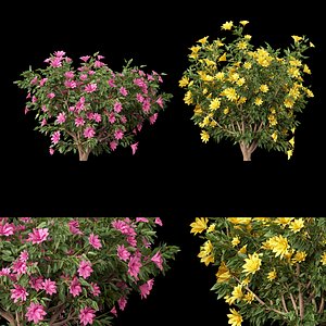 collection flowering bush vol 8 model