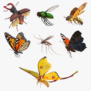 Flying Insects Collection 2