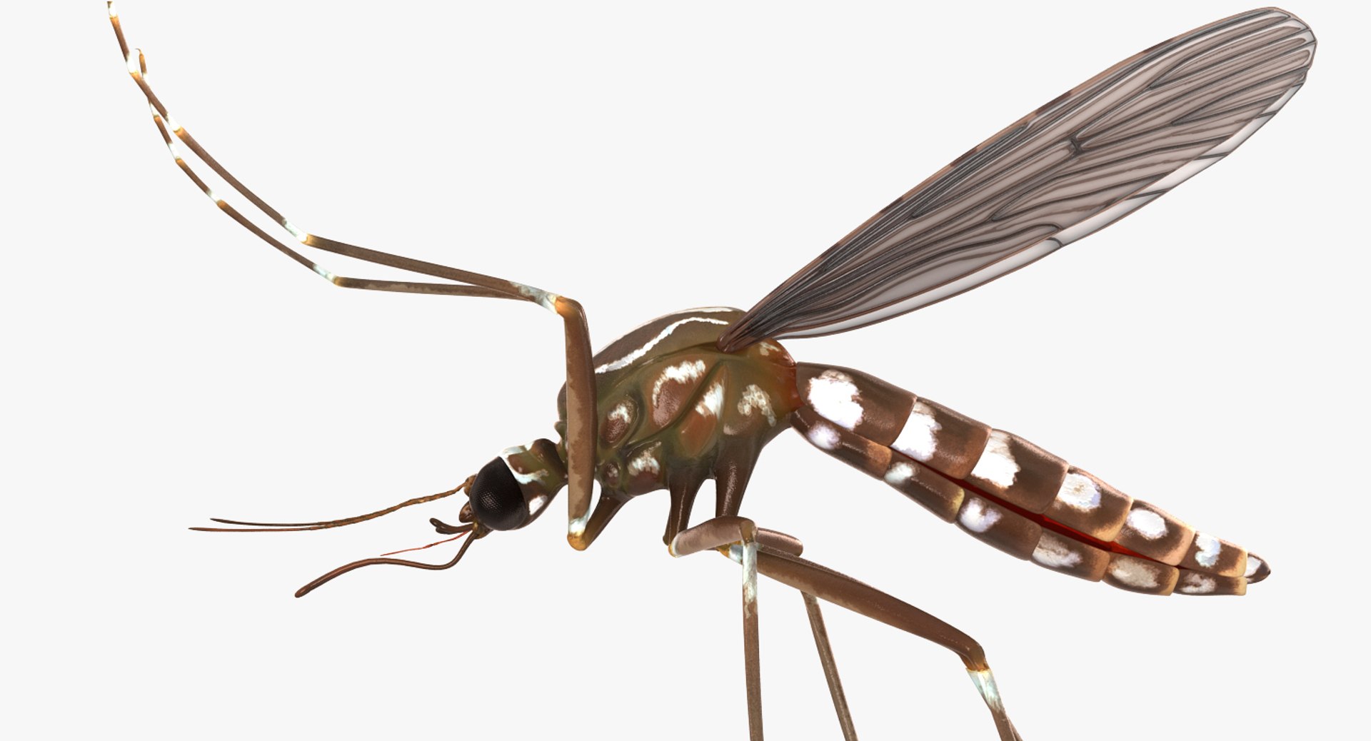 flying insects 2 model https://p.turbosquid.com/ts-thumb/jX/DdiDKJ/4MaZCFt4/flyinginsectscollection2vray3dmodel041/jpg/1591042060/1920x1080/fit_q87/914baf9e8c5bbdc687a555b0c3de6015a6b3298c/flyinginsectscollection2vray3dmodel041.jpg