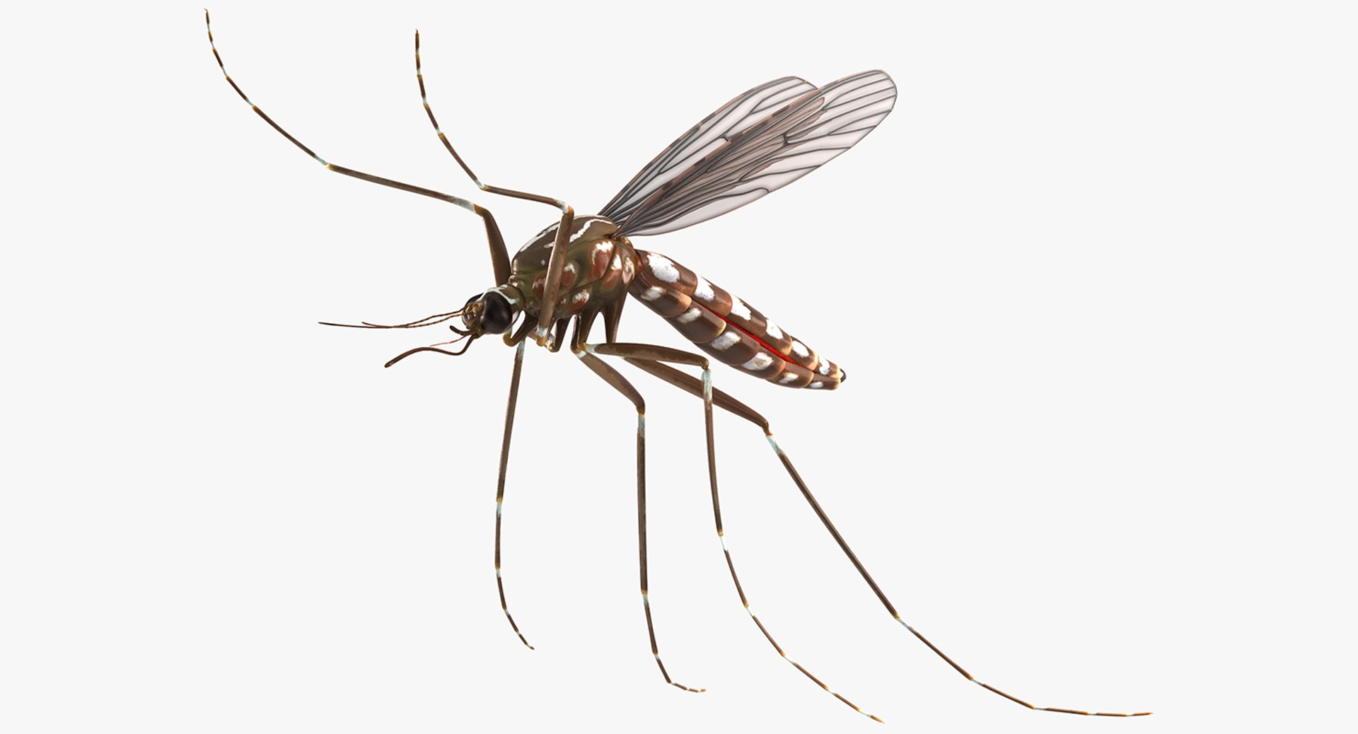 flying insects 2 model https://p.turbosquid.com/ts-thumb/jX/DdiDKJ/9Mfax8f8/flyinginsectscollection2vray3dmodel038/jpg/1591042033/1920x1080/fit_q87/b62313dfd6e186c3849d814f79fe01175409eb23/flyinginsectscollection2vray3dmodel038.jpg