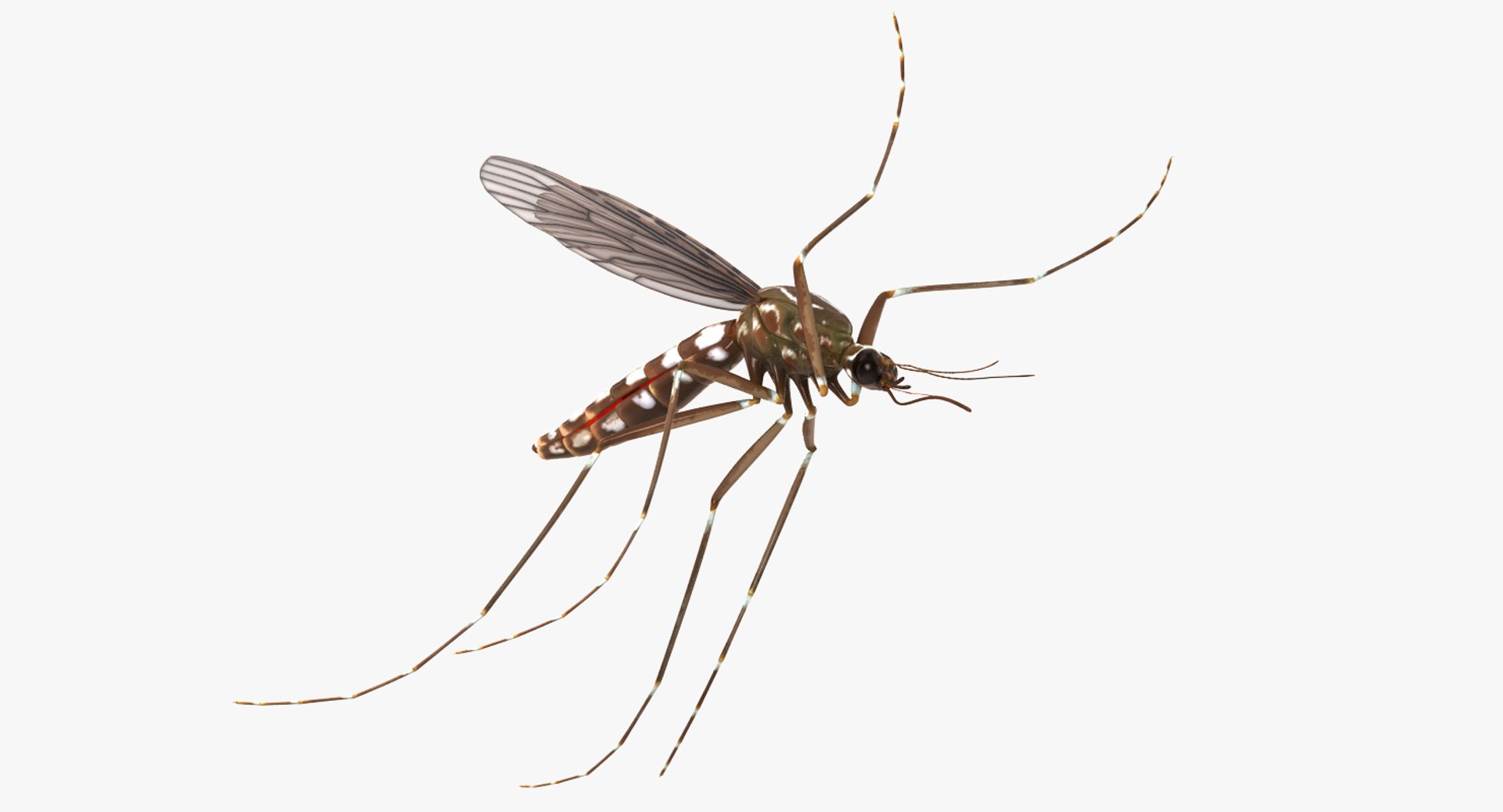 flying insects 2 model https://p.turbosquid.com/ts-thumb/jX/DdiDKJ/Bjuz8AUK/flyinginsectscollection2vray3dmodel039/jpg/1591042043/1920x1080/fit_q87/14e5a43ad1ca95cc0127dc497a7d51a590d33ceb/flyinginsectscollection2vray3dmodel039.jpg