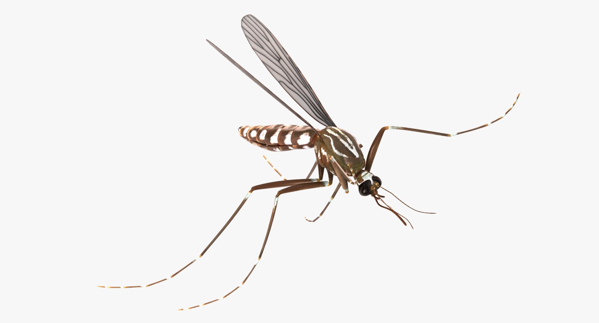 flying insects 2 model https://p.turbosquid.com/ts-thumb/jX/DdiDKJ/IGEHmzfk/flyinginsectscollection2vray3dmodel040/jpg/1591042051/1920x1080/fit_q87/824e7d911d58495a861145190a4fb51d2c7b4037/flyinginsectscollection2vray3dmodel040.jpg