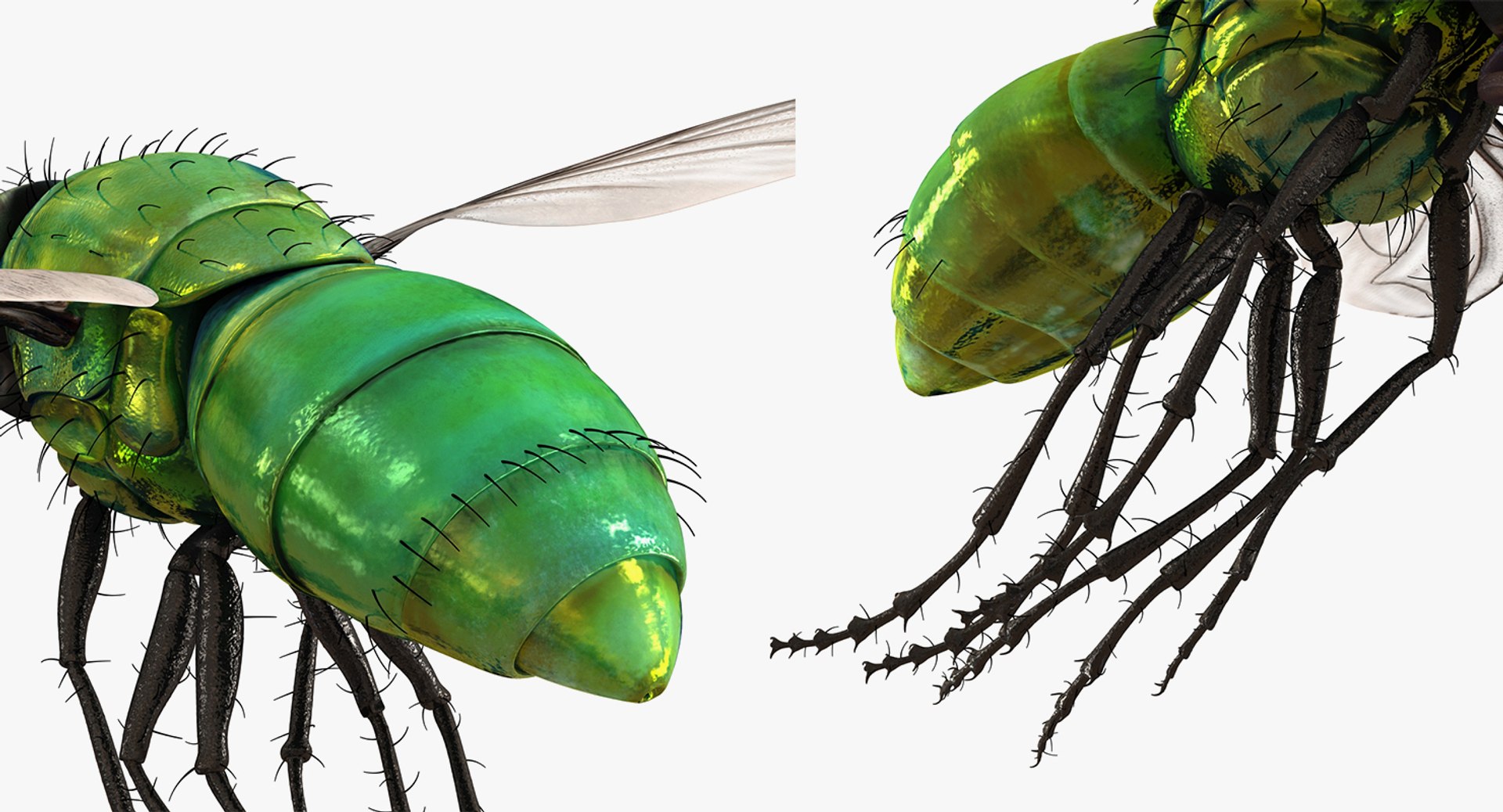 flying insects 2 model https://p.turbosquid.com/ts-thumb/jX/DdiDKJ/M9l4D1dJ/flyinginsectscollection2vray3dmodel048/jpg/1591042126/1920x1080/fit_q87/8d8bc5d281ad671dbbf54312a1fcf663824c45e9/flyinginsectscollection2vray3dmodel048.jpg