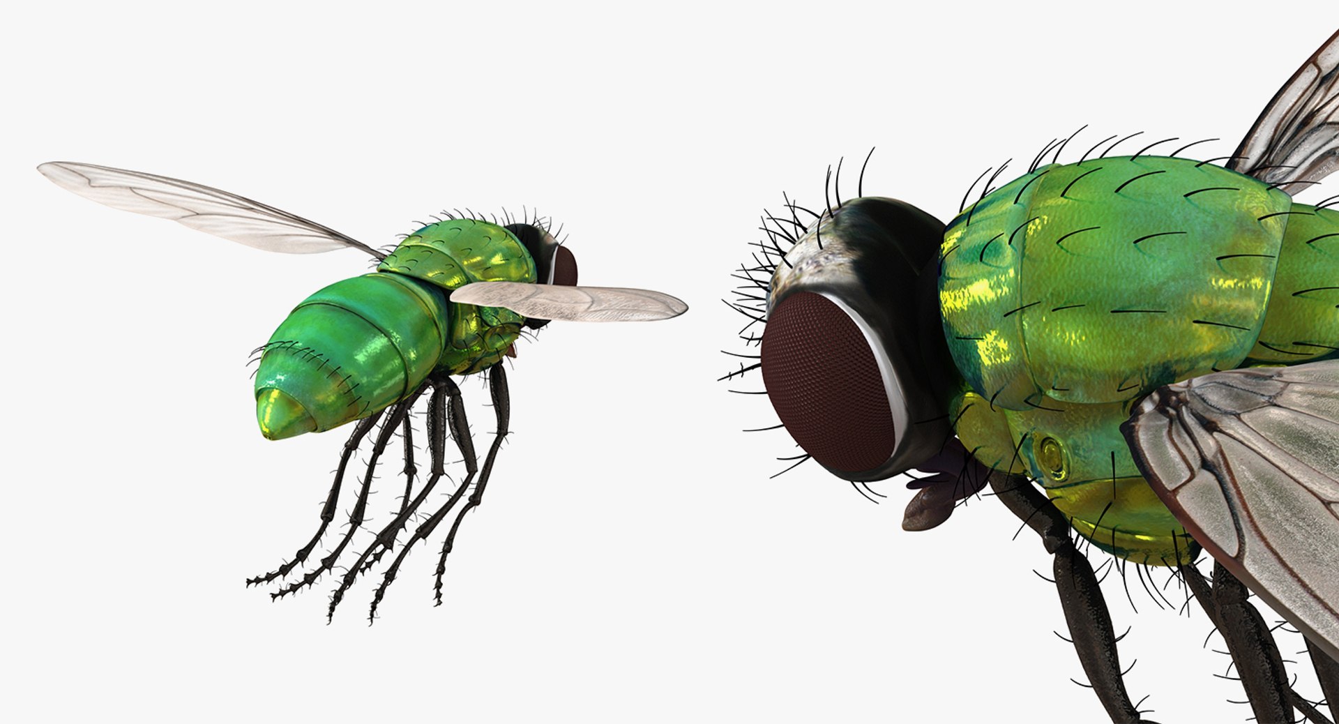 flying insects 2 model https://p.turbosquid.com/ts-thumb/jX/DdiDKJ/UL7UHk8g/flyinginsectscollection2vray3dmodel049/jpg/1591042135/1920x1080/fit_q87/e06e27a25bcba8e8ec1e8dafd426849cc2e3cf5f/flyinginsectscollection2vray3dmodel049.jpg
