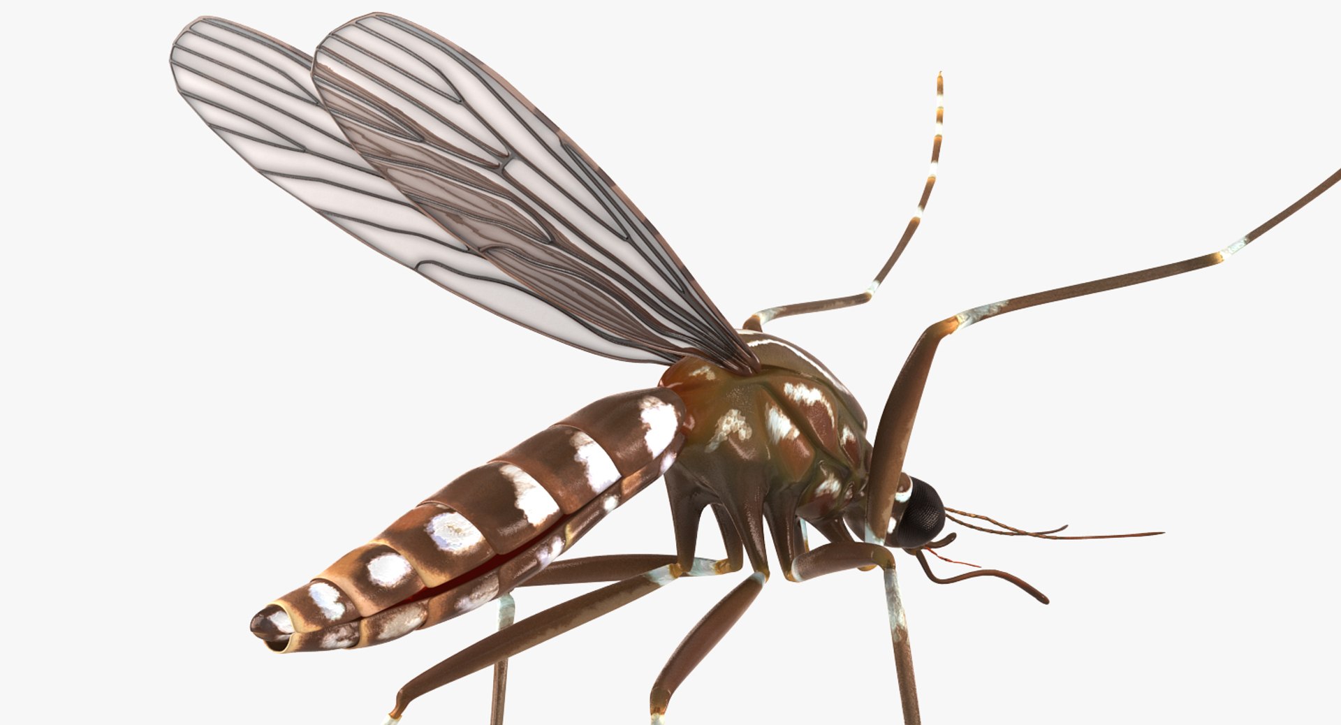 flying insects 2 model https://p.turbosquid.com/ts-thumb/jX/DdiDKJ/eeq2dSFA/flyinginsectscollection2vray3dmodel042/jpg/1591042068/1920x1080/fit_q87/015a3db30ca1bc4d865050d5d043bb647e34811c/flyinginsectscollection2vray3dmodel042.jpg