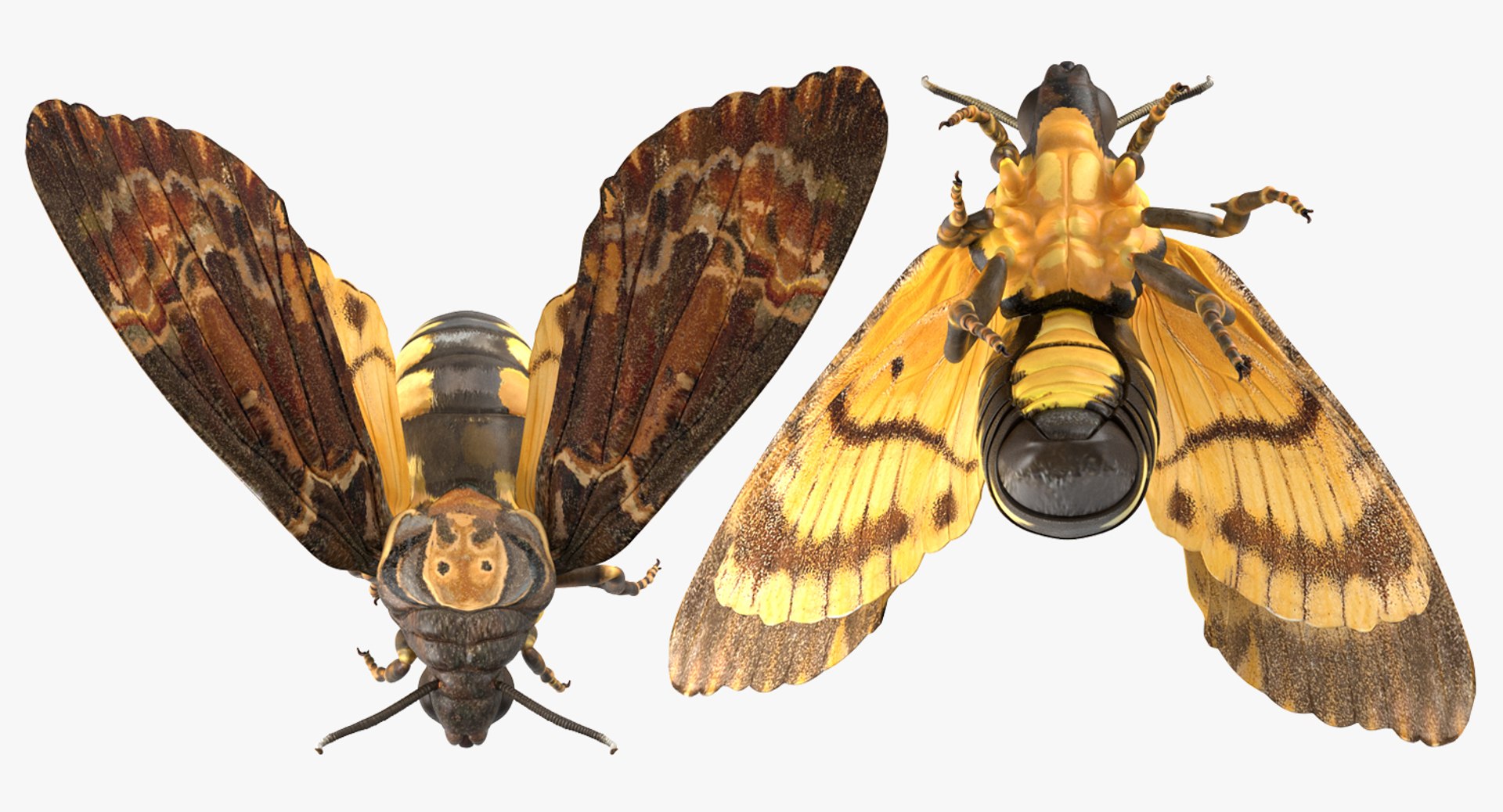 flying insects 2 model https://p.turbosquid.com/ts-thumb/jX/DdiDKJ/fAU96FxH/flyinginsectscollection2vray3dmodel027/jpg/1591041934/1920x1080/fit_q87/c1a5a0f7f439f29f65d2f693a73d586e3a51c6ee/flyinginsectscollection2vray3dmodel027.jpg