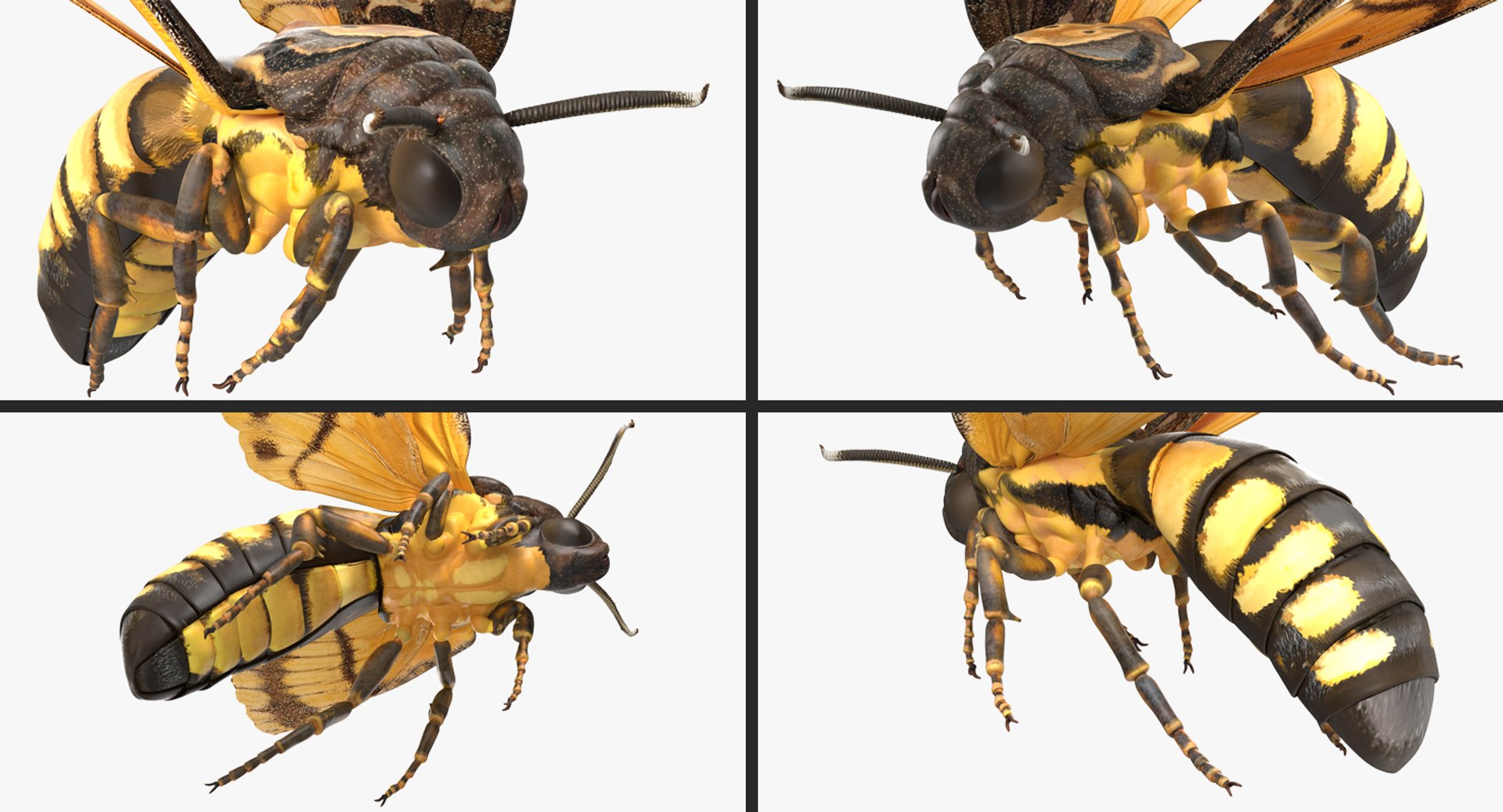 flying insects 2 model https://p.turbosquid.com/ts-thumb/jX/DdiDKJ/wu8eHnBP/flyinginsectscollection2vray3dmodel029/jpg/1591041951/1920x1080/fit_q87/dba248e5cd89a10cc6c5932c74bfcd6eadce0f40/flyinginsectscollection2vray3dmodel029.jpg
