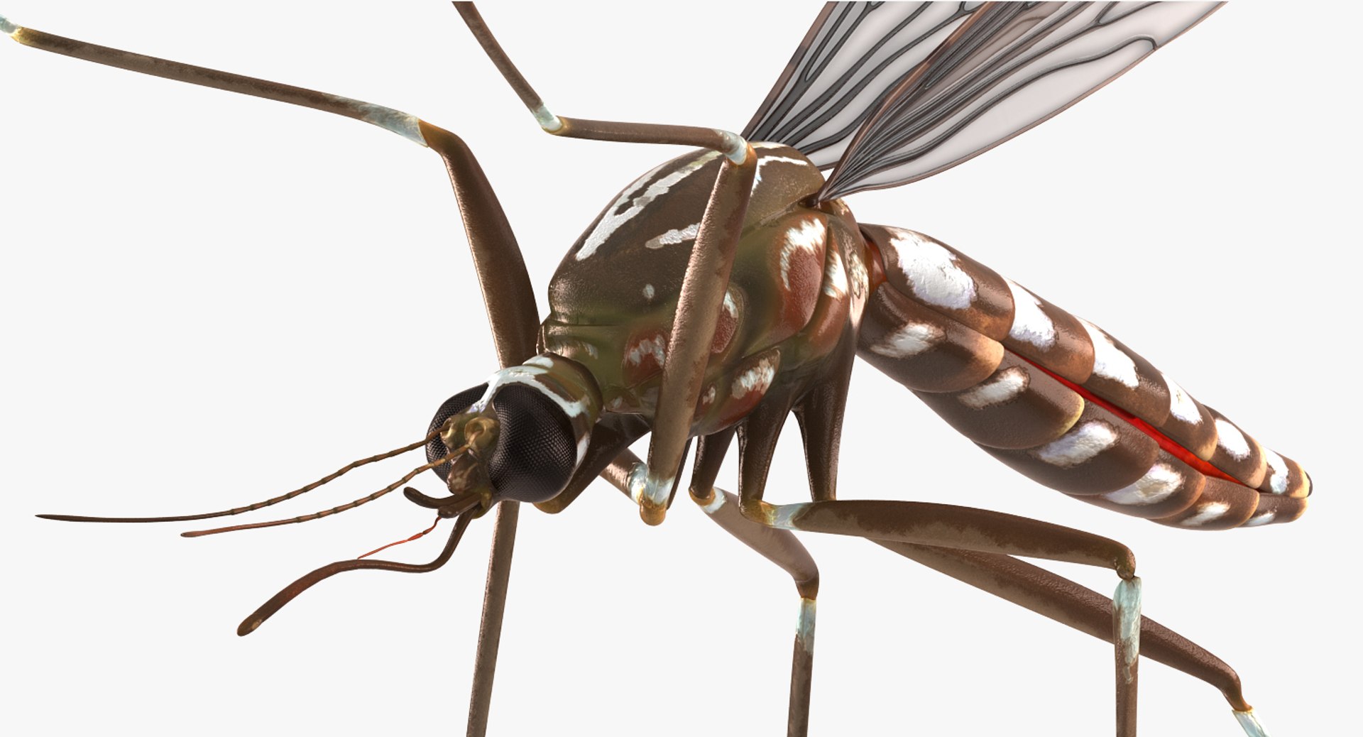 flying insects 2 model https://p.turbosquid.com/ts-thumb/jX/DdiDKJ/ybM2SYkw/flyinginsectscollection2vray3dmodel043/jpg/1591042077/1920x1080/fit_q87/fe1607448b6bf8950299b51c626ae52344c10d18/flyinginsectscollection2vray3dmodel043.jpg