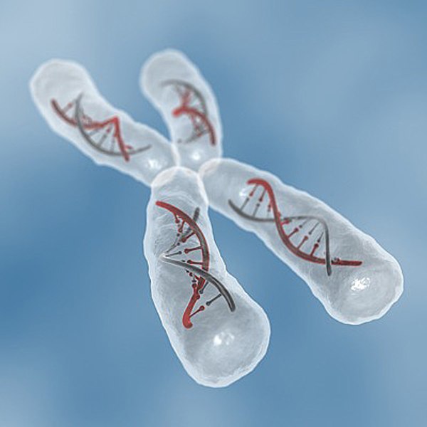 modelo 3d Cromosoma x - TurboSquid 518155
