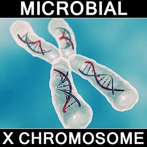 x chromosome 3d max