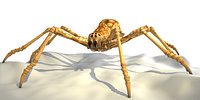 Spider