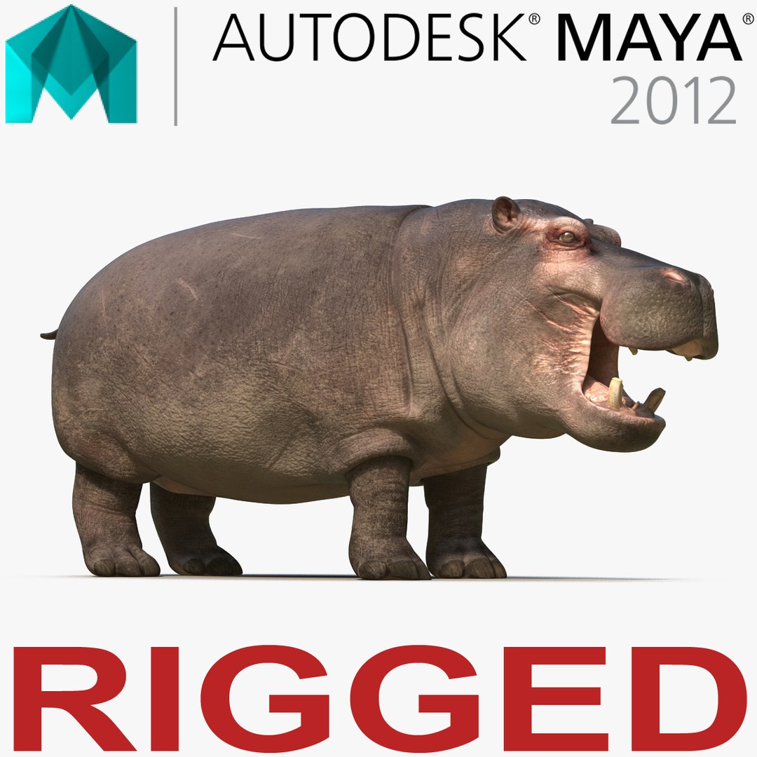 Hippopotamus Rigged for Maya 3D Model 3D model preview
