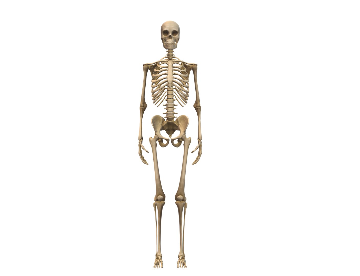 3D human skeleton model - TurboSquid 1486086