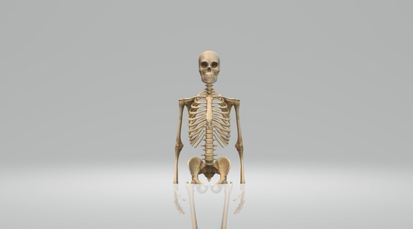 3D human skeleton model - TurboSquid 1486086