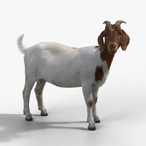 Boer Goat with 1 Animation 3D model