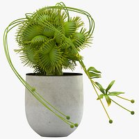 Vase 29 flycatcher flower Dionaea