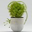 Vase 29 fleur moucherolle Dionaea