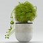 Vase 29 fleur moucherolle Dionaea