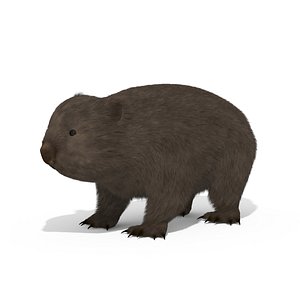 3D Wombat Marsupial Australian Animal model