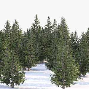 Norway spruce forest trees 3D model