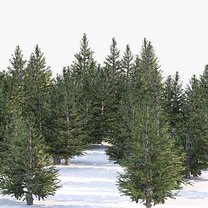 Norway spruce forest trees