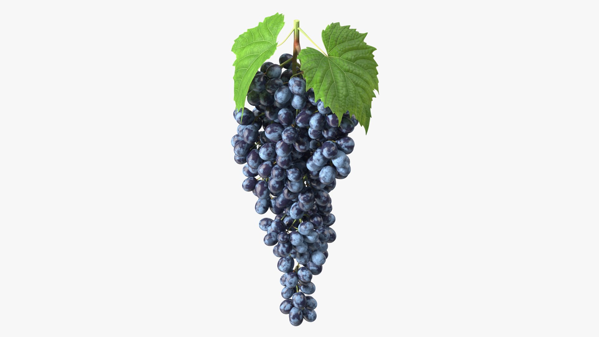 Blue Sultana Grape Cluster 3D model preview