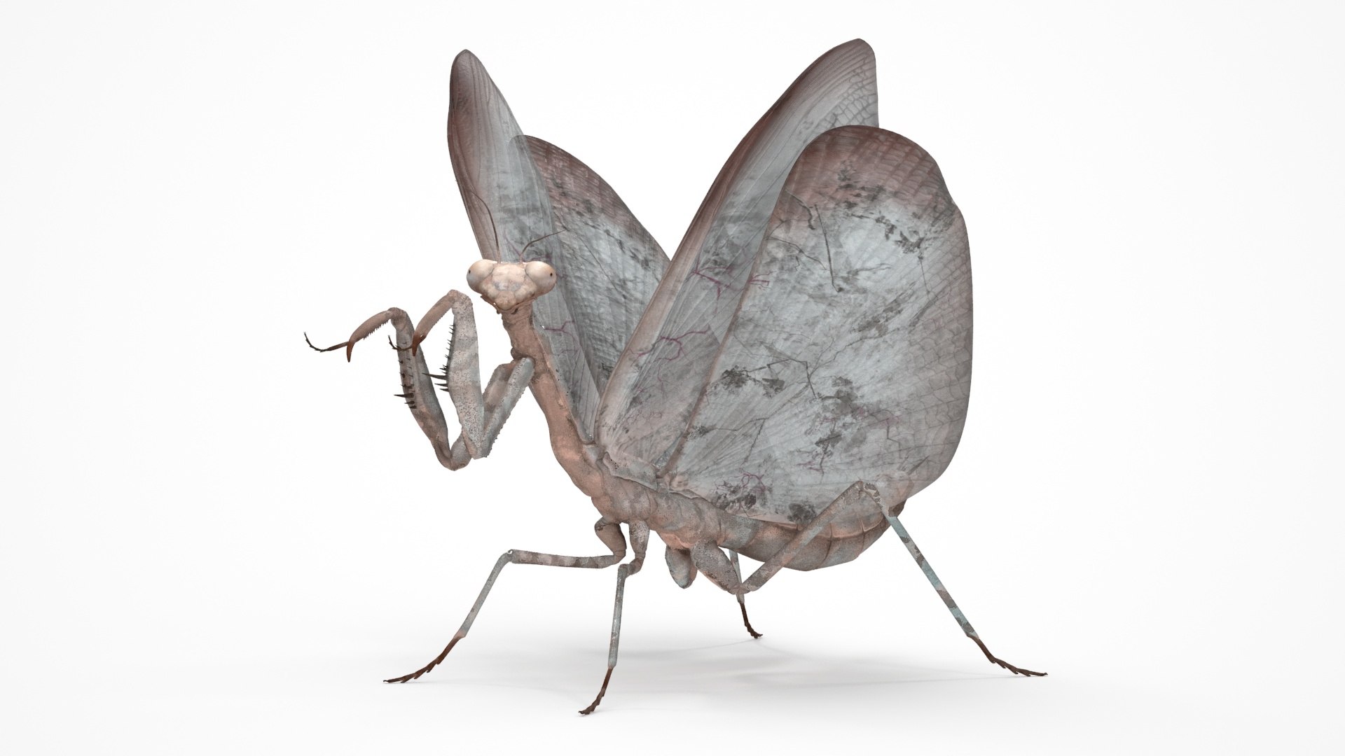 Praying Mantis Insect Fur Rigged 3D model preview