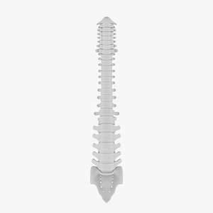 3D Spinal cord 3D Model - Realistic Human Intestines Anatomy