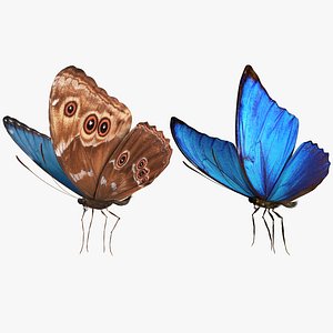 Blue morpho Butterfly Collection 3D