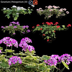 Pelargonium - Geranium 03 model