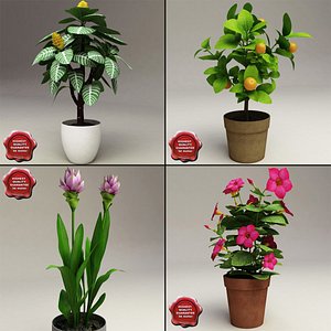 home plants 3d model