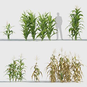 Zea mays - Corn 3D model