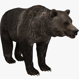 3D model Bear