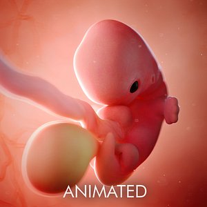 fetus week 7 3D