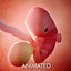 fetus week 7 3D