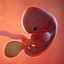 fetus week 7 3D