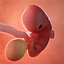 fetus week 7 3D