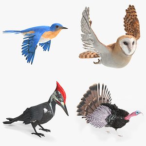3D set birds bluebird owl