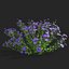 Symphyotrichum georgianum flower