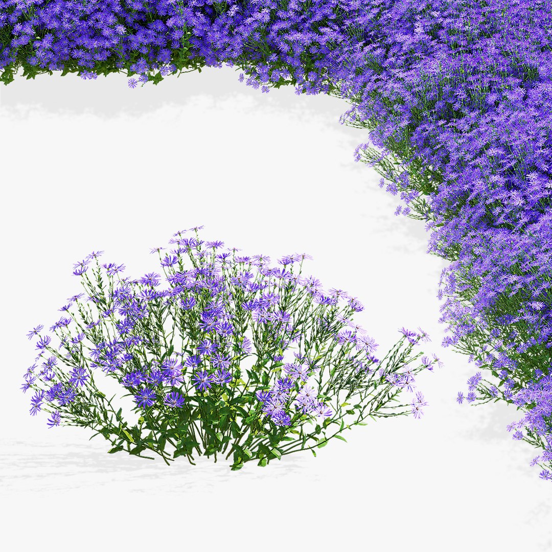 3D Symphyotrichum georgianum flower https://p.turbosquid.com/ts-thumb/jY/3TvLle/8T/symphyotrichum_georgianum_preview_01_247/jpg/1707904761/1920x1080/fit_q87/83e71d5818d213b5c0ca2bcb113c38432e388040/symphyotrichum_georgianum_preview_01_247.jpg