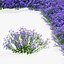 Symphyotrichum georgianum flower