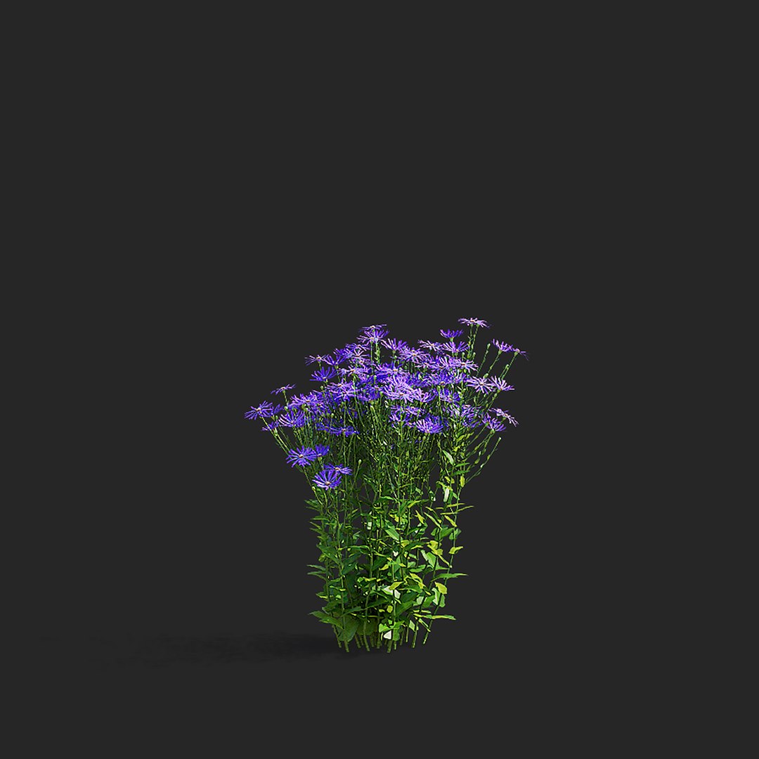3D Symphyotrichum georgianum flower https://p.turbosquid.com/ts-thumb/jY/3TvLle/BY/symphyotrichum_georgianum_view_016/jpg/1707905997/1920x1080/fit_q87/4cfa2094eae7ff421499c7c2ff12e3344065281c/symphyotrichum_georgianum_view_016.jpg