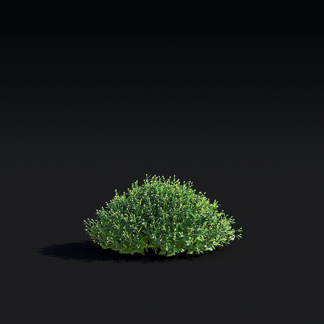 3D Symphyotrichum georgianum flower https://p.turbosquid.com/ts-thumb/jY/3TvLle/CR/symphyotrichum_georgianum_view_004_2/jpg/1707905993/1920x1080/fit_q87/933b6ab8d9ec44d438acbe3e12f492af271f94f9/symphyotrichum_georgianum_view_004_2.jpg