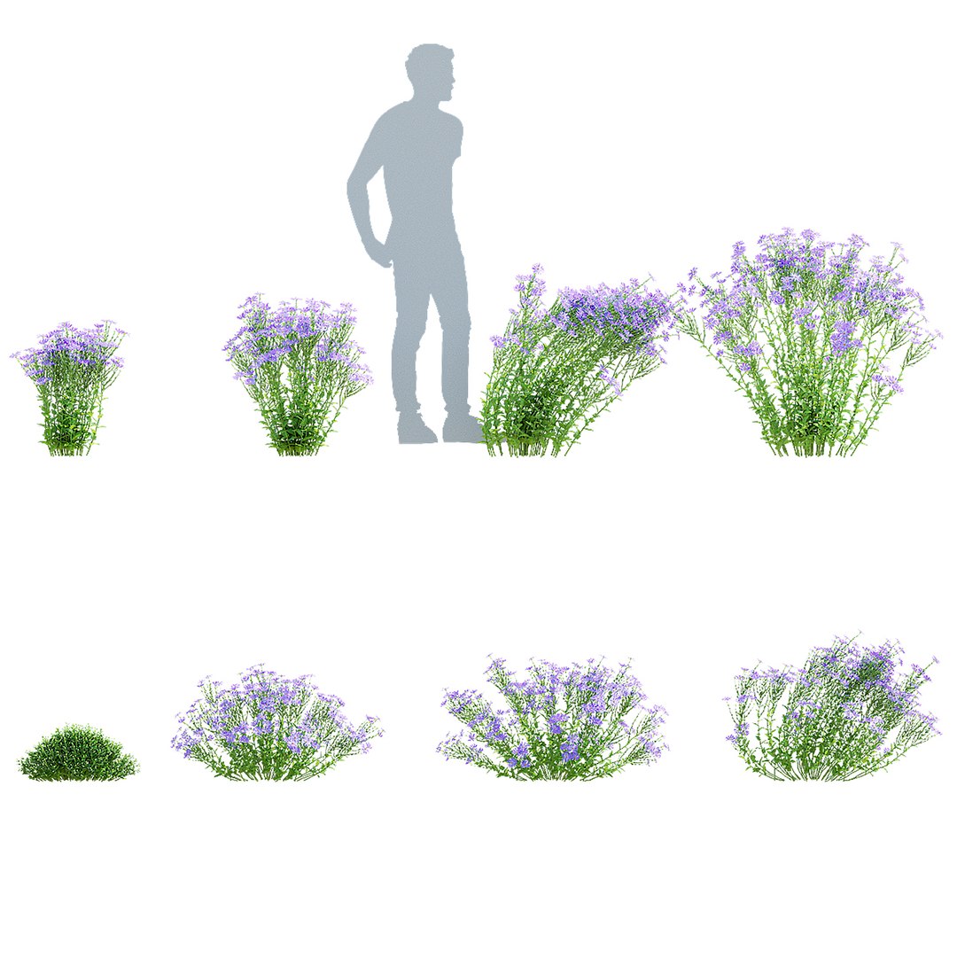 3D Symphyotrichum georgianum flower https://p.turbosquid.com/ts-thumb/jY/3TvLle/DH/symphyotrichum_georgianum_preview_03/jpg/1707905994/1920x1080/fit_q87/d6d994b5030cc92ccefd901f50693cba714a2cb5/symphyotrichum_georgianum_preview_03.jpg